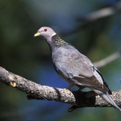 Band-tailed Pigeon